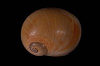 藏品(大玉螺)的圖片